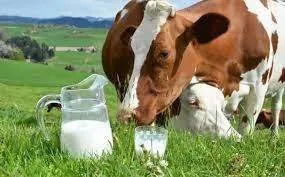 купим молоко сырое коровье в объеме в Петрозаводске и Республике Карелия