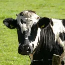 Строительство молочной фермы на 1200 голов карельским совхозом «Ведлозерский» может не начаться