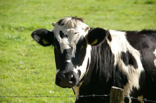 Строительство молочной фермы на 1200 голов карельским совхозом «Ведлозерский» может не начаться