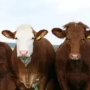Минсельхоз: Надой молока на 1 корову в сельскохозяйственных организациях Карелии составил 20,5 кг