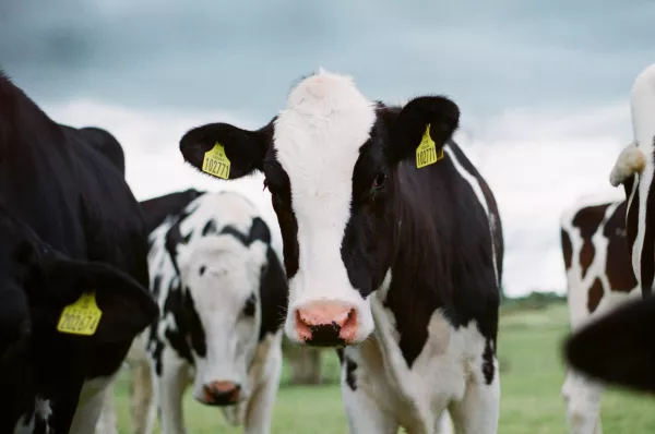 Депутаты парламента Карелии инициируют увеличение финансирования молочного животноводства