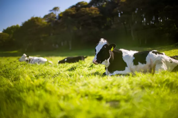 Молочное животноводство Карелии может получить дополнительную господдержку