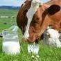 купим молоко сырое коровье в объеме в Петрозаводске и Республике Карелия